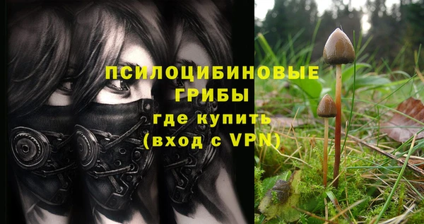 стаф Алзамай